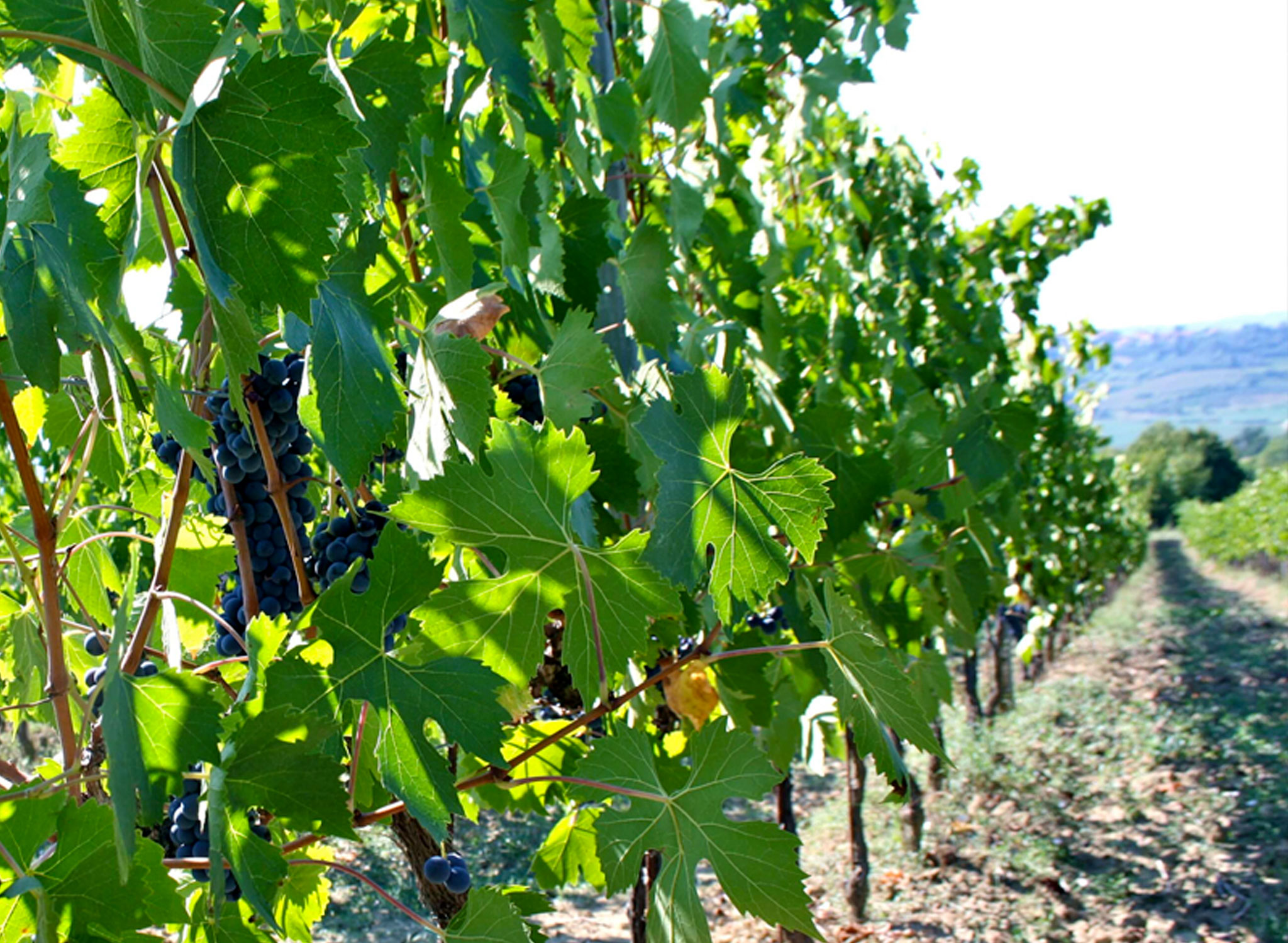 Agriturismo-Alberese-Vallarsa-vicino-al-mare